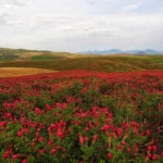 la sulla in fioritura (primavera)