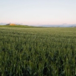 paesaggio con grano verde in primavera