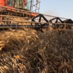 Raccolto del grano Pasta artigianale Feudo Mondello